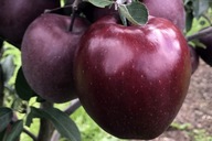 Jabłoń Red Delicious słodkie chrupiące owoce deserowa