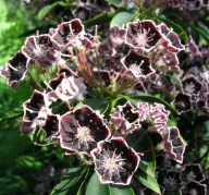 Kalmia szerokolistna 'MITTERNACHT'