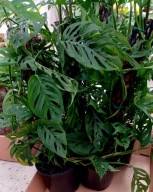 Monstera acuminata kolekcjonerska SADZONKA 25 cm