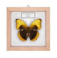 Motyl w gablotce Cymothoe fumana