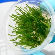 Mech Weeping Moss roślina akwariowa In Vitro kubek 6 cm PLANTIS