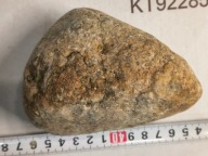 Skamieliny koralowce minerały