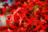 DĄB CZERWONY sadzonka w pojemniku 50 cm wieloletnia