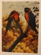 WARSZAWA. ZOO Miejski Ogród Zoologiczny. Ara czerwona i błękitna. Ara macao