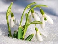 Przebiśniegi Śnieżyczki sadzonka w pojemniku 10 cm mrozoodporna wieloletnia