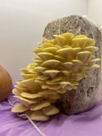 Boczniak Cytrynowy. Grzybnia. Grow kit. Gotowy Zestaw