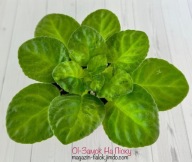 Fiołek afrykański @liść @ IO-Zamok Na Pisku @ standard @