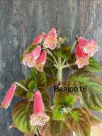 Kohleria NI's Paula - kłącze