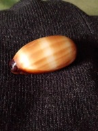 Muszla morska - Cypraecassis Talparia / Talpa