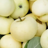 Jabłoń Papierówka (Oliwka Żółta) wczesna aromatyczna odmiana