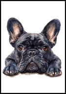 A2 OBRAZ PLAKAT PIES PUPIL PLAKAT BULDOG FRANCUSKI