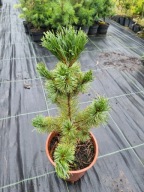 Sosna drobnokwiatowa Pinus parviflora 'Ara Gawa' NA BIG BONSAI