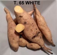 BATATY słodkie ziemniakI BATAT T-65 WHITE 2 KG