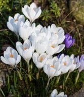 KROKUS WIELKOKWIATOWY BIAŁY SADZONKA W POJEMNIKU 10 CM P9 KWIAT WIOSNY