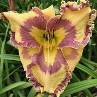 Liliowiec Making Diamonds