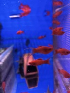 Mieczyk Czerwony Lira