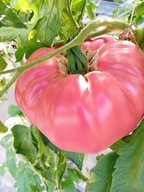 Pomidor Brandywine Sudduth's Strain malinówka nasiona kolekcjonerskie