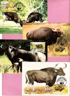 Kambodża 1986 MC FDC 4 szt WWF fauna wół azjatycki