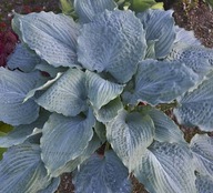 Funkia "DIAMOND LAKE" Hosta sadzonka