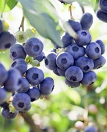 Borówka amerykańska Chandler C2 30/40cm średnio wczesna