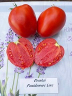 Pomidor Donskoi fantastyczne czerwone serce nasiona kolekcjonerskie