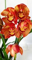 storczyk cymbidium 3