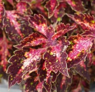 Koleus Coleus hybridus DOWN TOWN Santa Monica KOLOROWA ROŚLINA