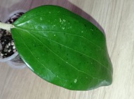 Hoya Hoja GLABRA ukorzeniona