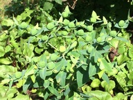 Nasiona Euphorbia lathyris L. antykret