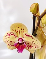 PHALENOPSIS storczyk 4