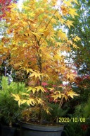 Klon orange japoński żółty jesienią karłowy palmowy inny