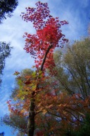 Klon Shiro japoński zmiennobarwny szczepiony 25lat okaz 300cm palmowy inny