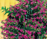 Cuphea hyssopifolia Purple Kufea purpurowa KWITNĄCY MIRT