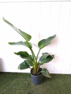 Strelicja strelitzia nicolai biały rajski ptak SADZONKA 50 cm