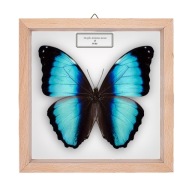 Motyl w gablotce Morpho deidamia mariae