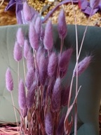 dmuszek jajowaty lagurus naturalny suszony bukiet fioletowy jasny lila