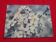 MIKULSKI był taki czas POCZTÓWKA DŹWIĘKOWA Muza KP