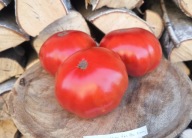 Pomidor Shen Fas Aha Krasnyi kolekcjonerskie nasiona pomidorów