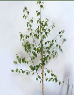 Brzoza brodawkowata 40-70 cm