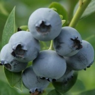 BORÓWKA AMERYKAŃSKA BLUECROP 30 cm Duże OWOCE