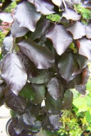 Buk czerwony pendula karłowy szczepiony miniatura inny