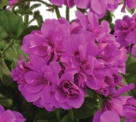 Pelargonia Peltatum Sunflair AMY Amethyst
