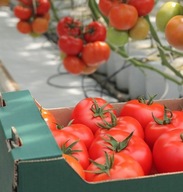 Pomidory Tamaris nasiona holenderskie 10 sztuk ***