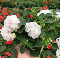 Niecierpek Pełny Impatiens walleriana GLIMMER WHITE