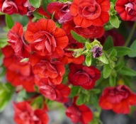 Calibrachoa Hybrida Callie Double Red SŁONECZNE PEŁNE KWIATY DO SKRZYNEK