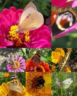 MAK HABER KĄKOL MIODODAJNE NASIONA DLA PSZCZÓŁ MIESZANKA KWIATOWA 1