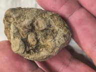 Skamieliny minerały koralowce