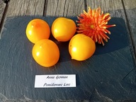 Pomidor Anna German niezwykle plenny typ multiflora