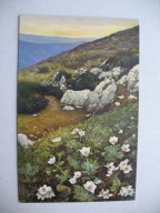 ZAGINIONY ŚWIAT SASANKA ALPEJSKA NA GÓRSKIM SZLAKU przedwojenna POCZTÓWKA