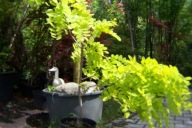 Robinia akacja żółta pendula karłowa brzoza lipa kasztan wiśnia jabłoń inna